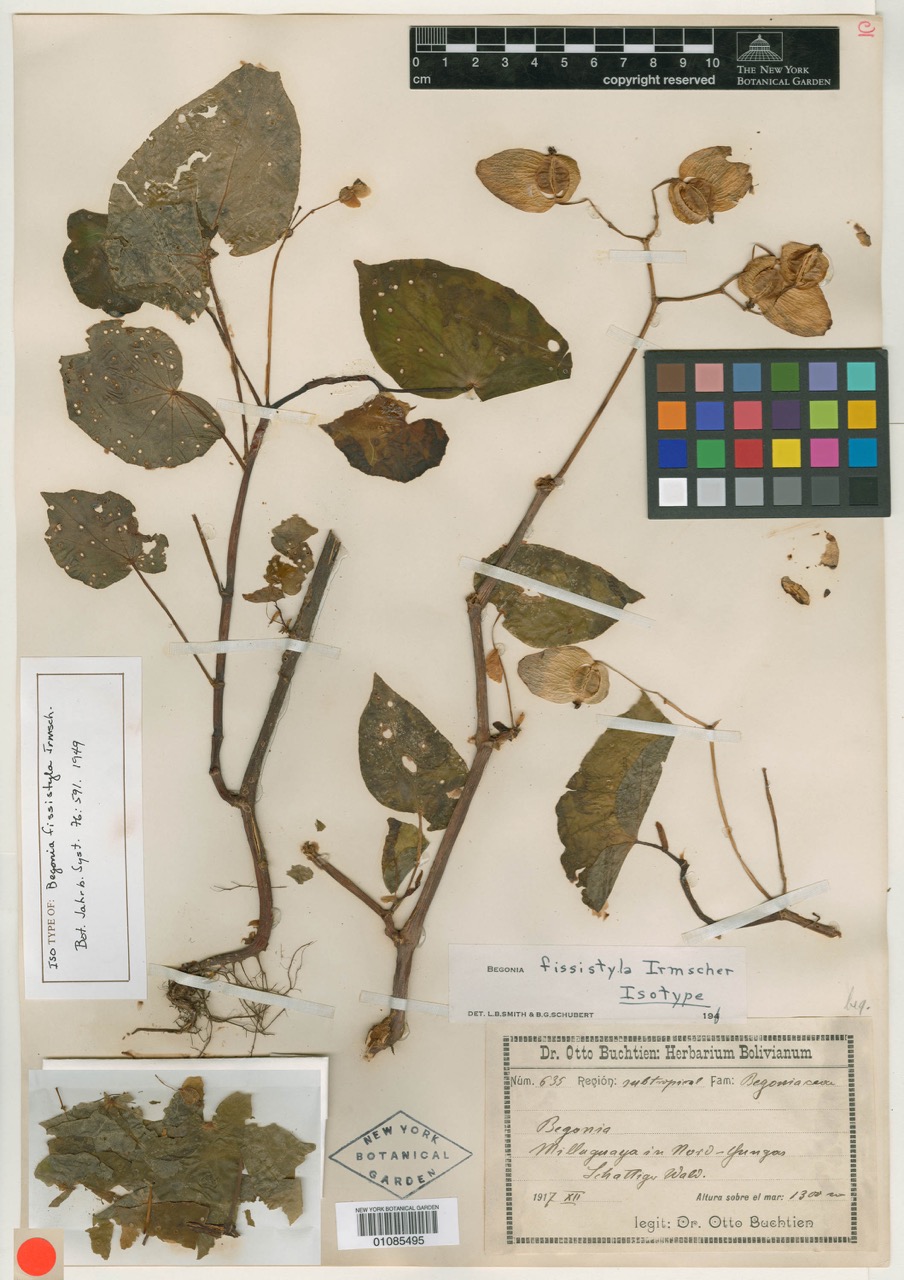B. fissistyla